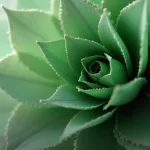 classificação fiscal de folhagem artificial decorativa