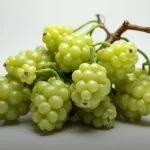 Classificação fiscal de galhos artificiais com frutos na NCM 6702.10.00