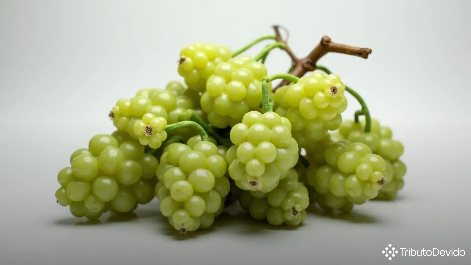 Classificação fiscal de galhos artificiais com frutos na NCM 6702.10.00