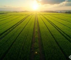 Suspensão de PIS/COFINS na venda de cana-de-açúcar